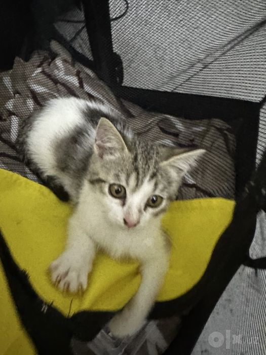 Отдам котят в добрые руки