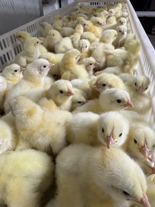 Суточные Бройлеры COBB 500 21 января