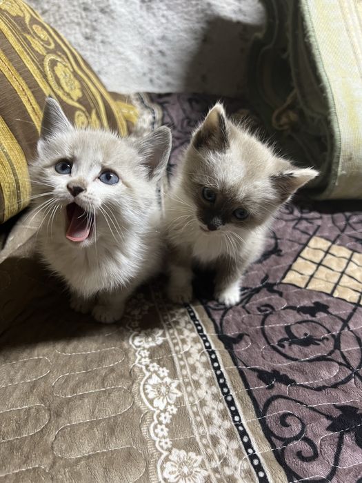 Отдам котят мальчик и девочка