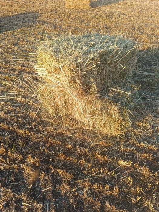 Бали овес и грах