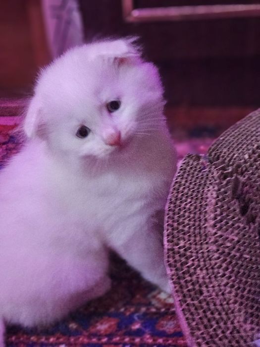 Продаются котята мальчик вислоушка, девочка страйк. Белые пушистые.