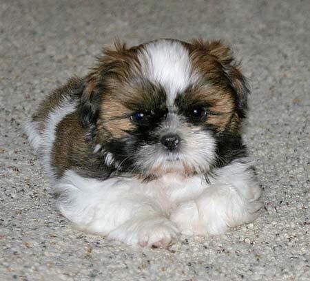 Pui shih tzu  bot turtit calitate 2 luni