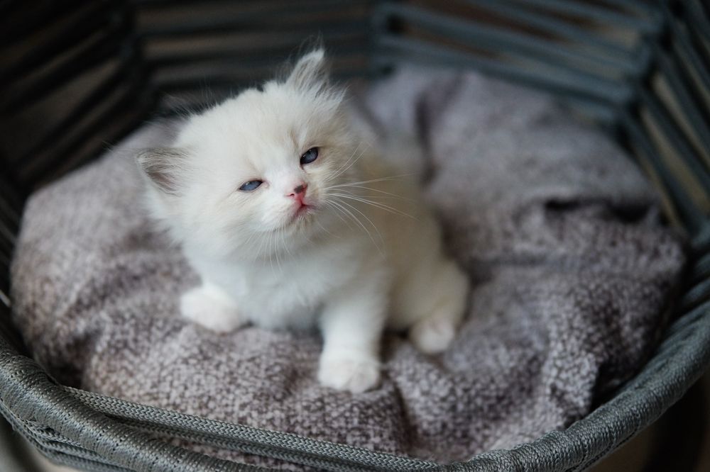 Мъжко коте Регдол