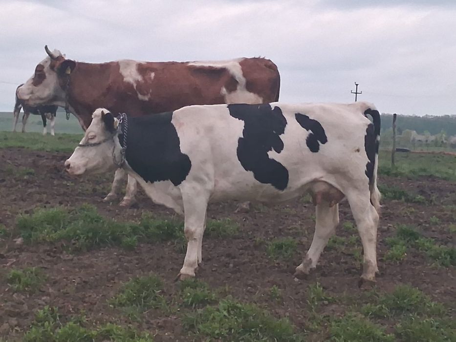 Vand vaci fatate si gestante