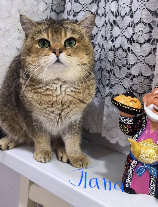 продаются котята