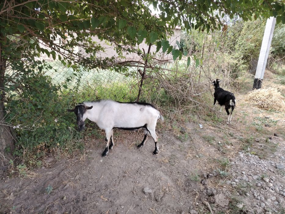 Ешкілер сатылады