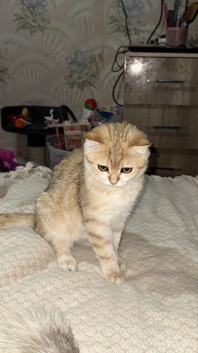 Британская шиншилла