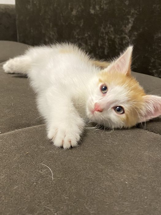 Котенок мальчик в добрые руки