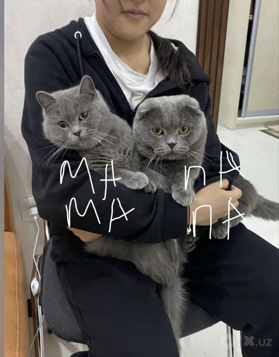 Котята пордистые скотиш фолд