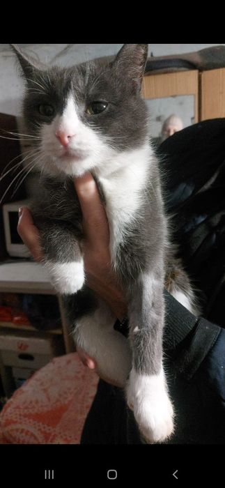 Ищем дом для замечательных котов.