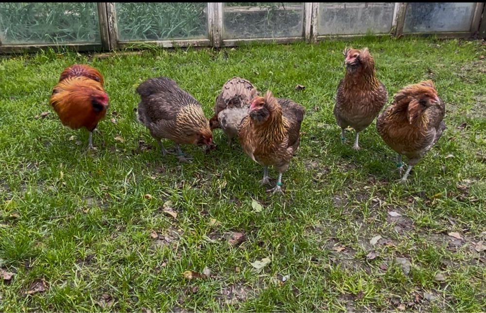 Oua incubat Araucana / oua verzi