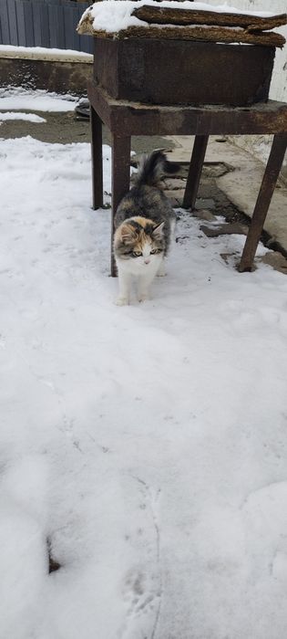 Отдам котенка 3 цветного в добрые руки