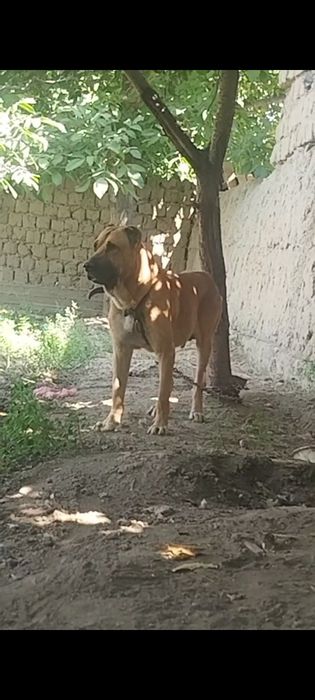 Assalomu alaykum alabay sotuvda