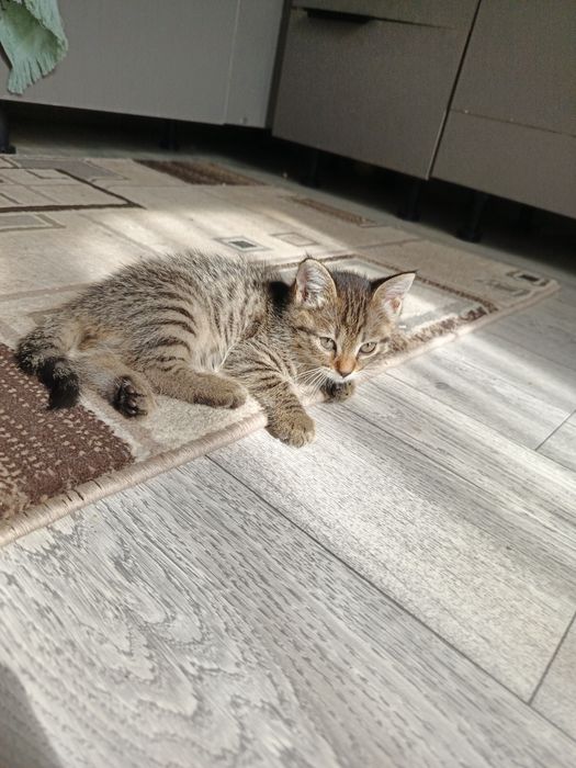 Котята бесплатно