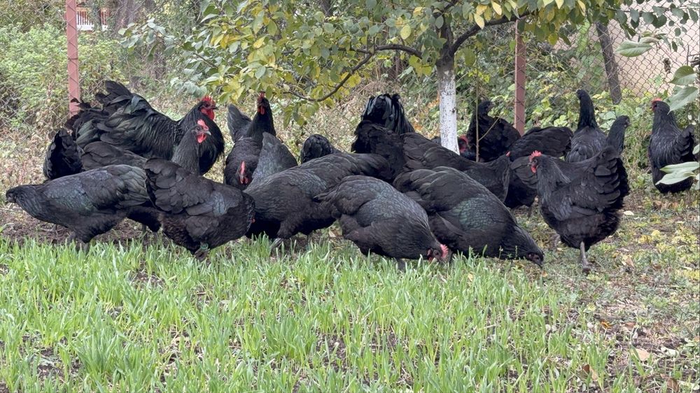 Oua incubat australorp