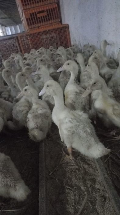 Pui alb-Pui Rasa Mixta-Rațe