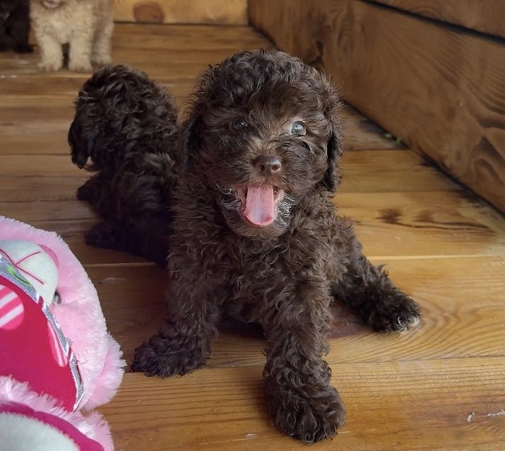 Мини пудел Mini poodle