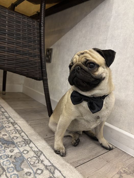 Мопсик ищет девочку