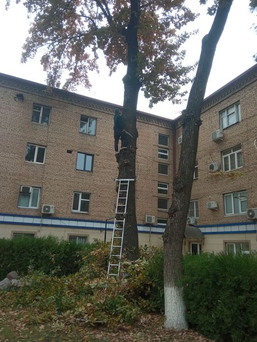 Дарахт кесиш.  7/24