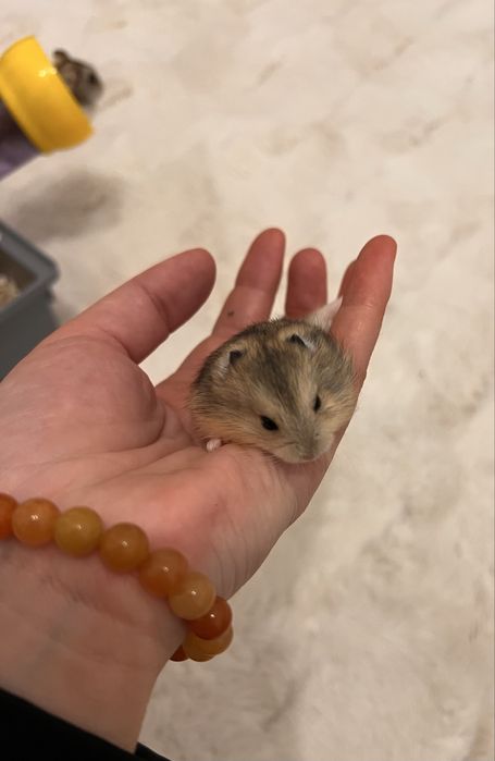 Donez hamsteri , NU livrez !