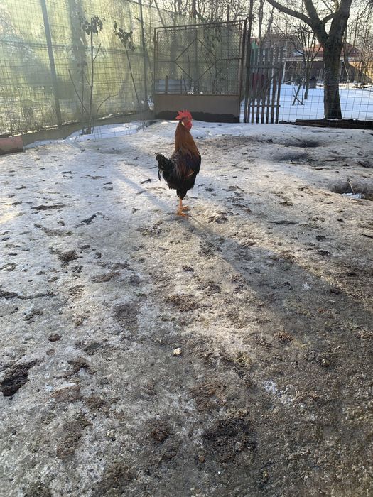 Vand cocosi rasa italiana potarnichie
