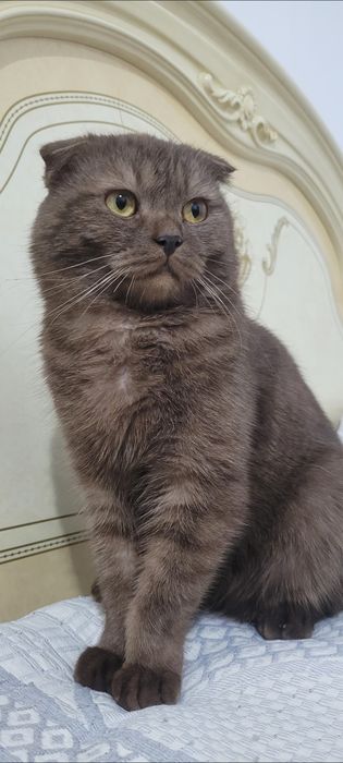 Кот 6 месяцПородистый мысык, жуас ештене булдирмейди. Бугин алып кетет