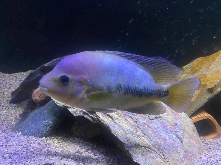 Срочно продам рыба Цихазлома радужная большого размера 20см+