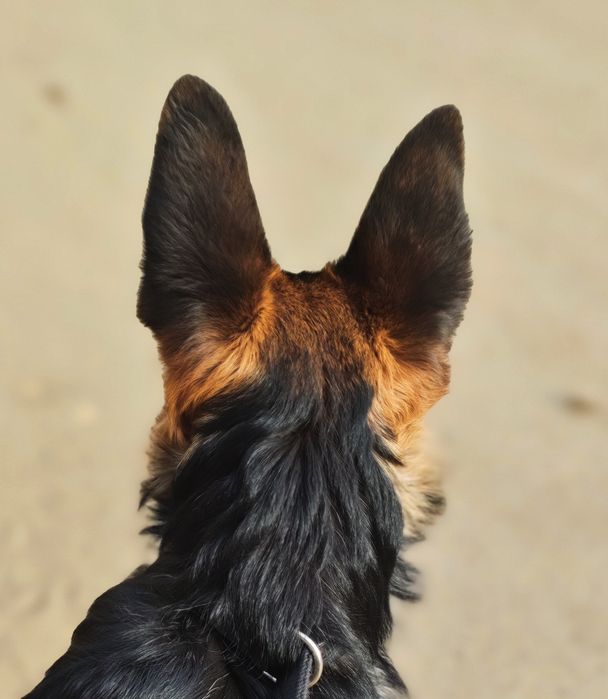 Продам.Немецкая овчарка.