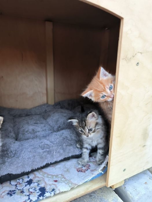 Котят отдам в добрые руки