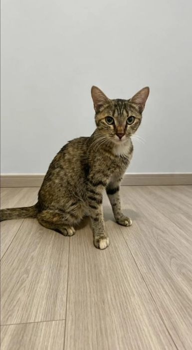 Грациозная кошка