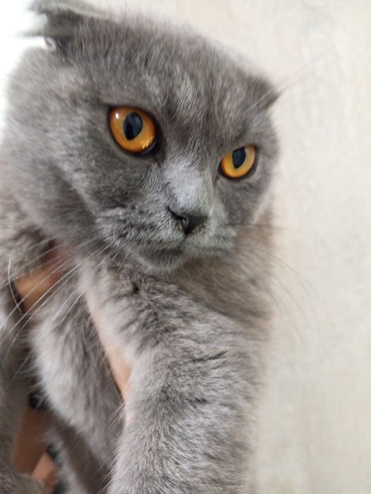 Skottish Fold mushuk