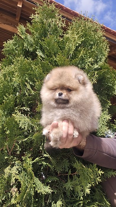 Мини Померан момиче