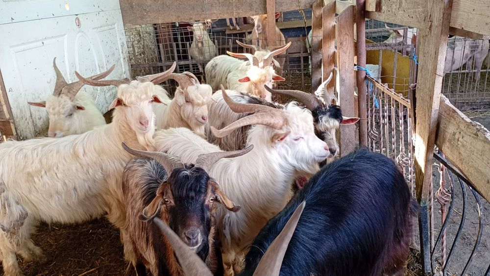 De vinzare tapi pentru ținut sau de taiat