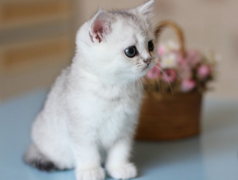 Котята Мраморные , Шиншиллы , Бикалоры