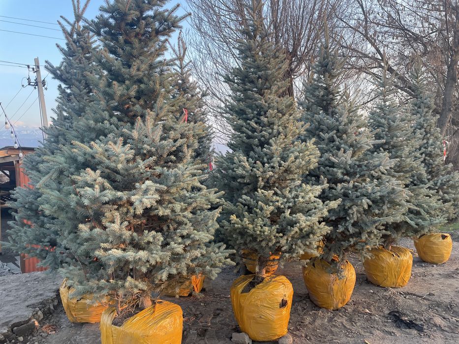 Голубые ели