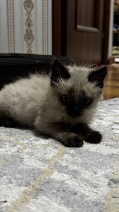 Сиамский котенок ДАРОМ