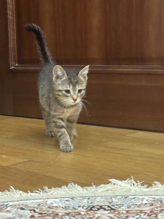 Кошка с котятами в добрые руки