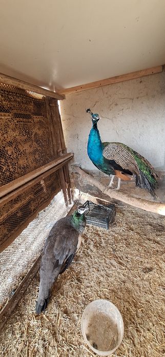 Павлин- Товус пара ,сотилади тез ва арзон.