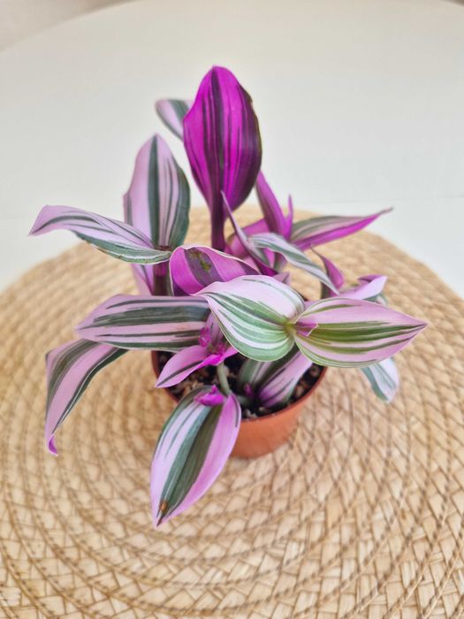 Традесканция Нанук