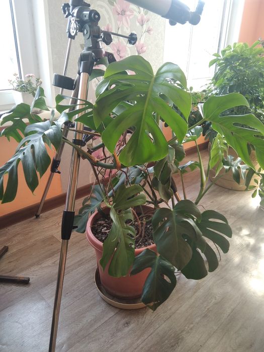 Комнатный цветок Монстэра