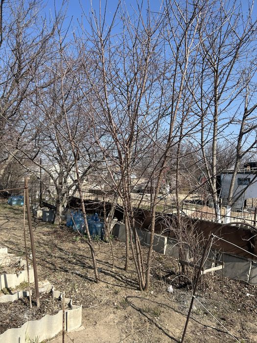 Продам саженцы вишни