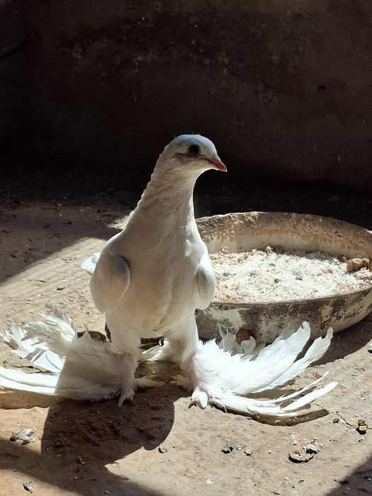 Голуби, молодые белые тасманы