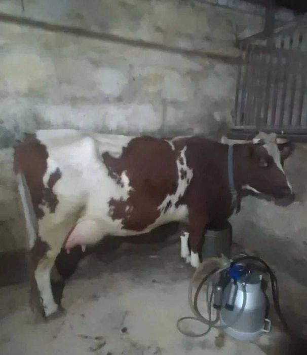 Корова сиыр сауу бұзаумен••••\