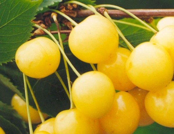 Cireș imperial galben