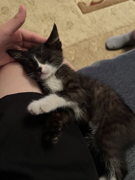 котенок в добрые ручки