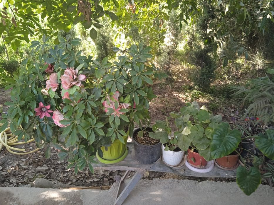 Tuvak gullar bor, turli xillaridan