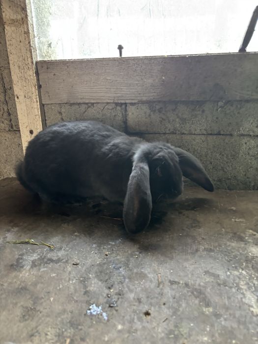 Iepuri berbec german