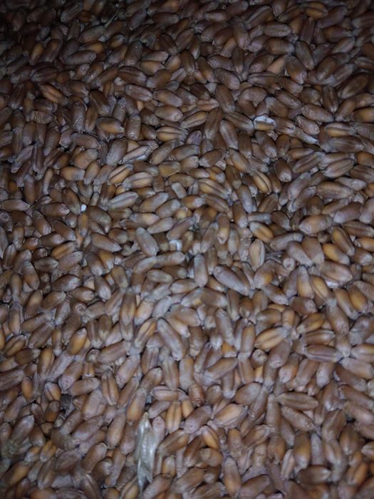 Vând porumb şi gru