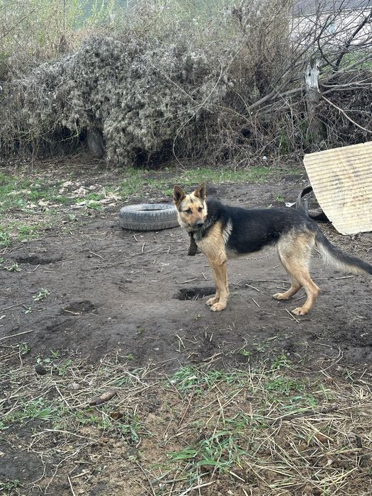 Овчарка немецкая