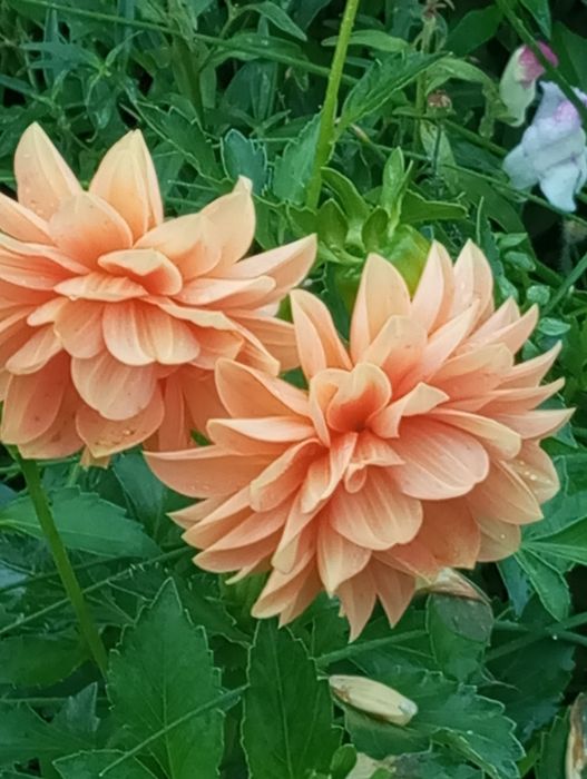 Продам георгины крупные